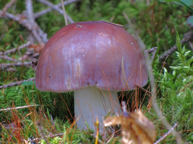 plávka Russula sp.