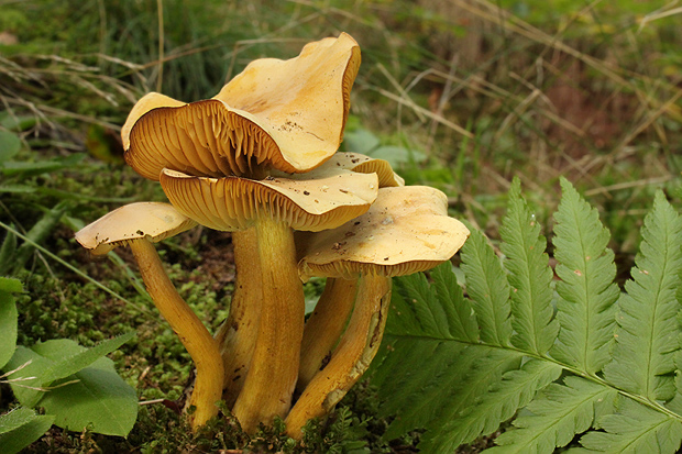 čírovka sírovožltá Tricholoma sulphureum (Bull.) P. Kumm.