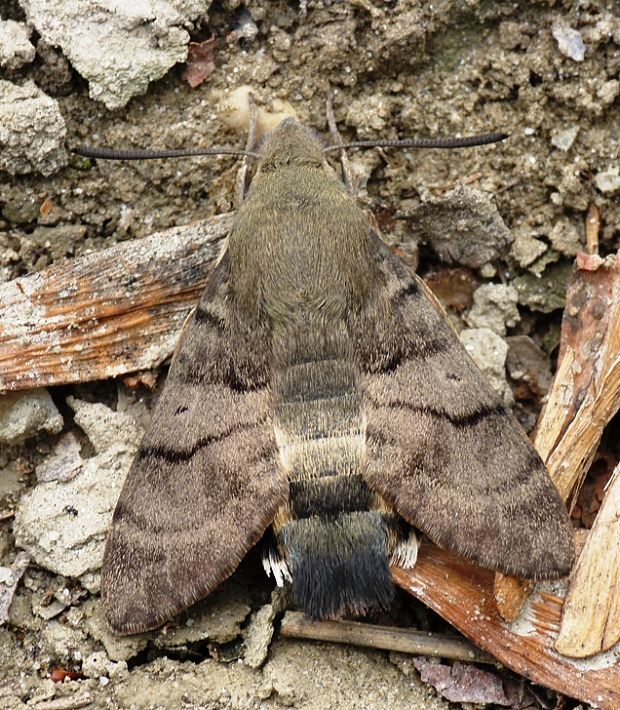 lišaj marinkový Macroglossum stellatarum