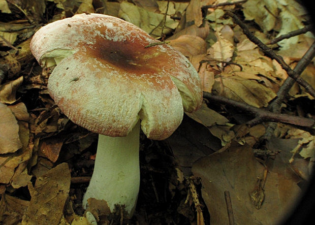 plávka Russula sp.