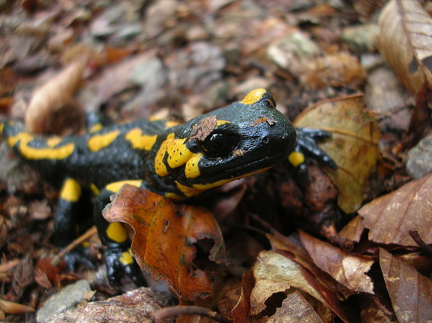 salamandra škvrnitá Salamandra salamandra