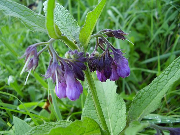 kostihoj lekársky Symphytum officinale L.