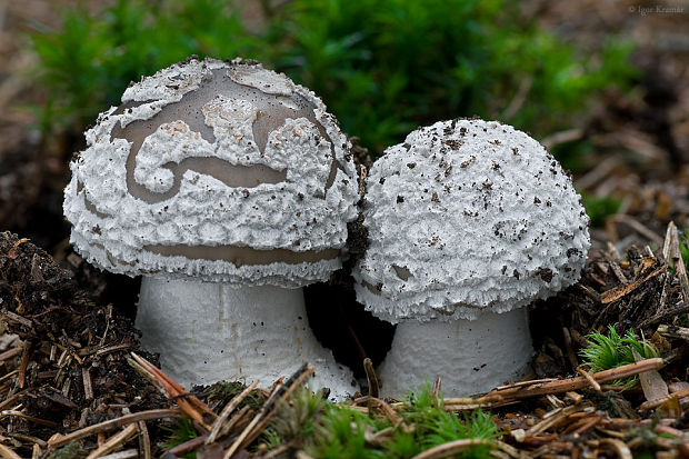 muchotrávka hrubá Amanita excelsa (Fr.) Bertill.