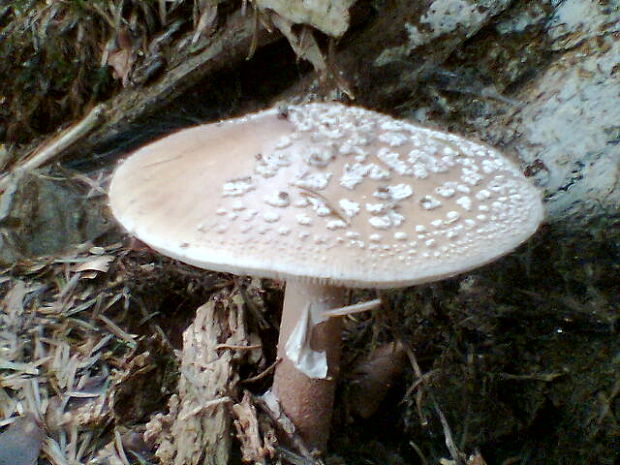 muchotrávka červenkastá Amanita rubescens Pers.