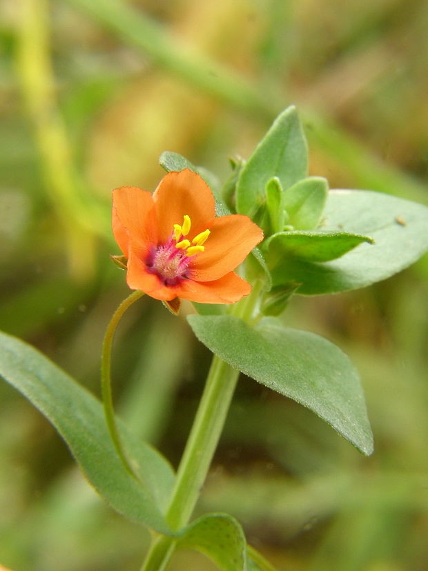 drchnička roľná Anagallis arvensis L.