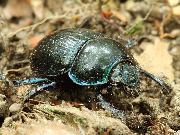 lajniak lesný Anoplotrupes stercorosus