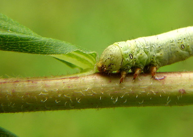 kôrovka palinová Ascotis selenaria