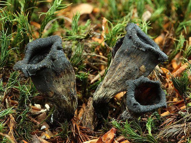 lievik trúbkovitý Craterellus cornucopioides (L.) Pers.