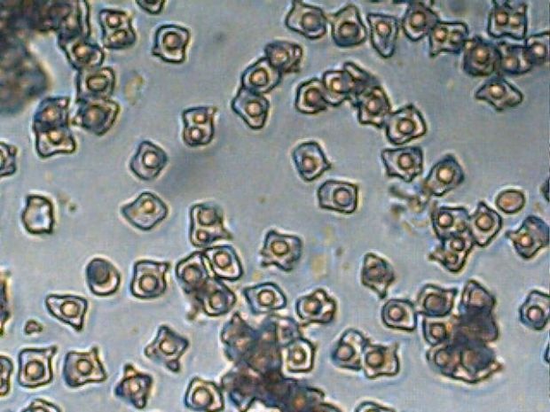 hodvábnica  Entoloma rhombisporum   (Kühner & Boursier) E. Horak