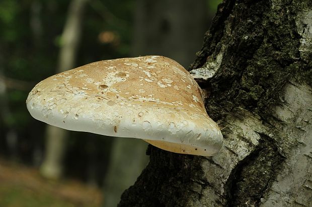 brezovník obyčajný Fomitopsis betulina (Bull.) B.K. Cui, M.L. Han & Y.C. Dai