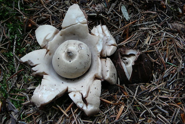 hviezdovka trojitá Geastrum triplex Jungh.