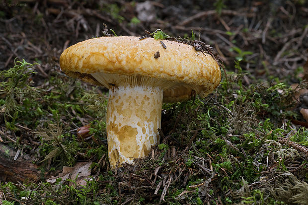 rýdzik rapavý Lactarius scrobiculatus (Scop.) Fr.