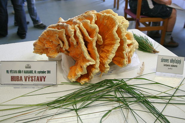 sírovec obyčajný Laetiporus sulphureus (Bull.) Murrill