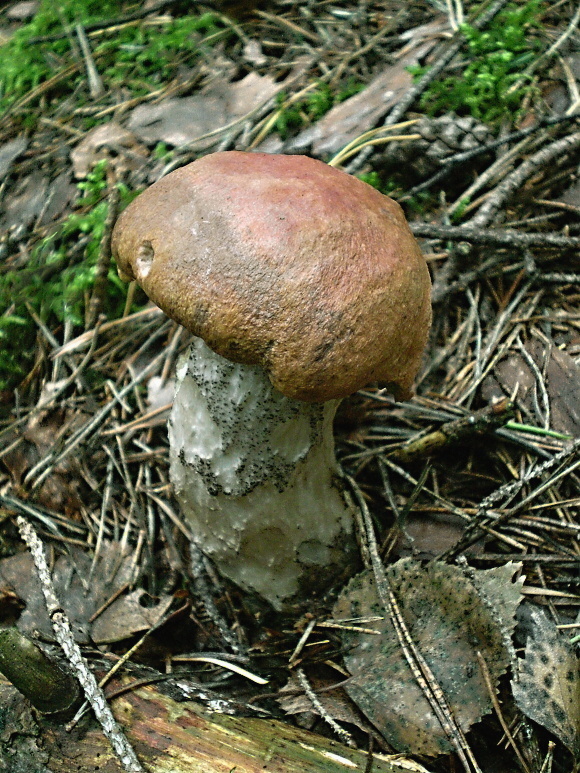 kozák žltooranžový Leccinum versipelle (Fr. & Hök) Snell