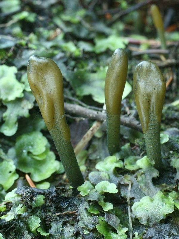 drobnojazýček zelený Microglossum viride (Pers.) Gillet