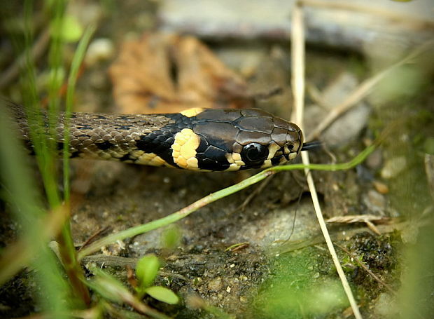 užovka obojkova Natrix natrix