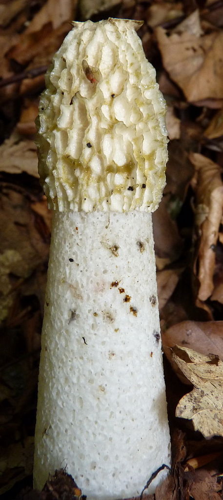 hadovka smradľavá Phallus impudicus L.