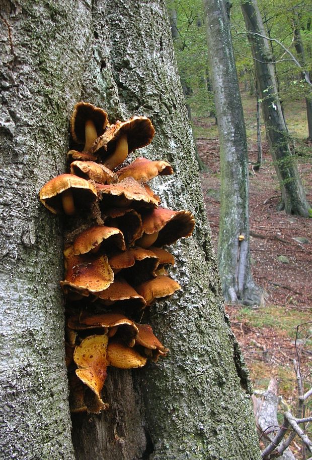 šupinovka slizká Pholiota adiposa (Batsch) P. Kumm.