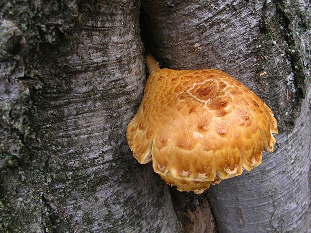 šupinovka slizká Pholiota adiposa (Batsch) P. Kumm.