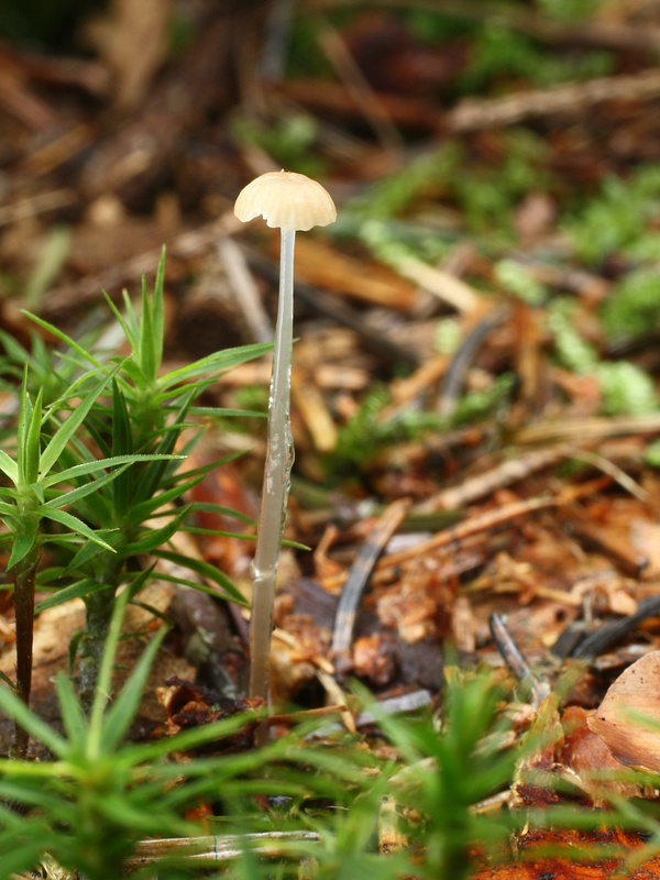 prilbička lepkavá Roridomyces roridus (Fr.) Rexer