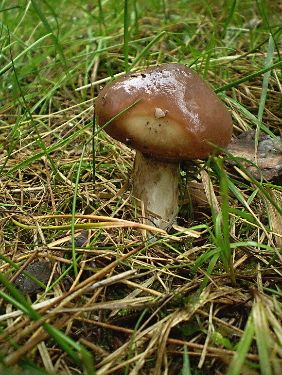 masliak obyčajný Suillus luteus (L.) Roussel