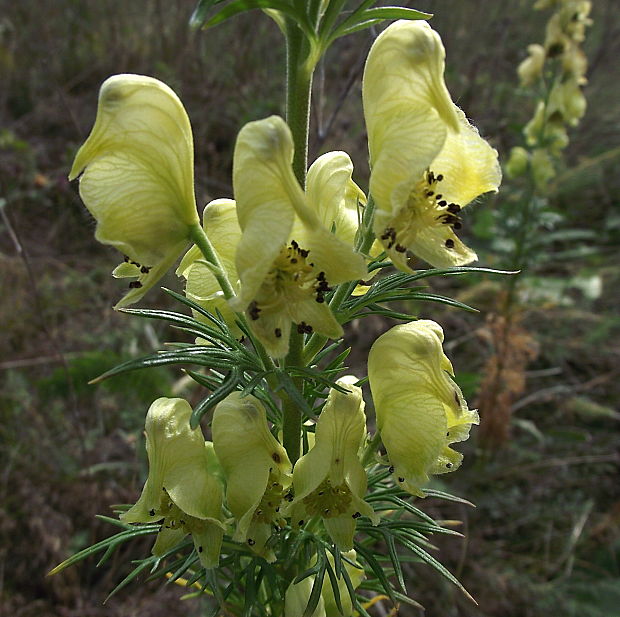 prilbica jedhojová Aconitum anthora L.