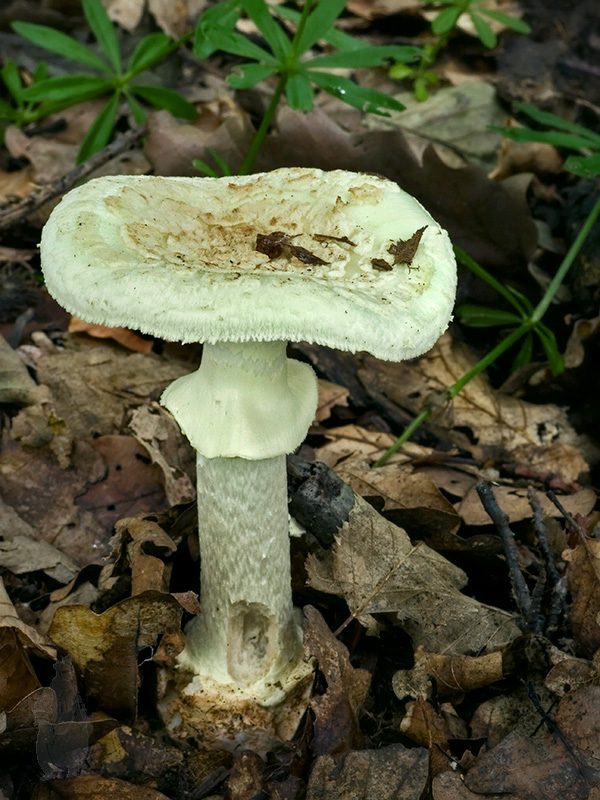 muchotrávka citrónovožltá Amanita citrina Pers.