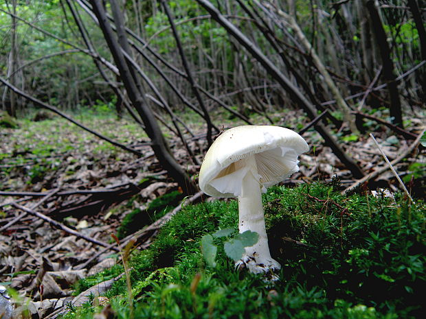 muchotrávka zelená Amanita phalloides (Vaill. ex Fr.) Link