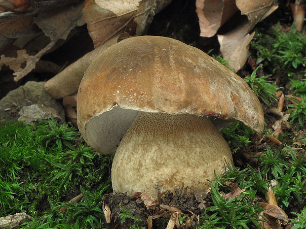 hríb bronzový Boletus aereus Bull. ex Fr.