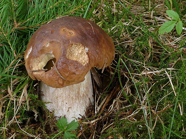 hríb smrekový Boletus edulis Bull.