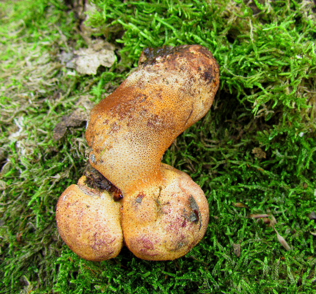 pečeňovec dubový Fistulina hepatica (Schaeff.) With.