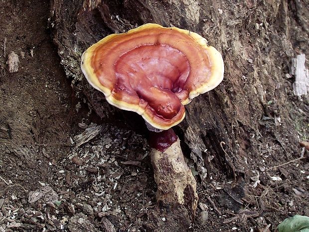 lesklokôrovka obyčajná Ganoderma lucidum (Curtis) P. Karst.