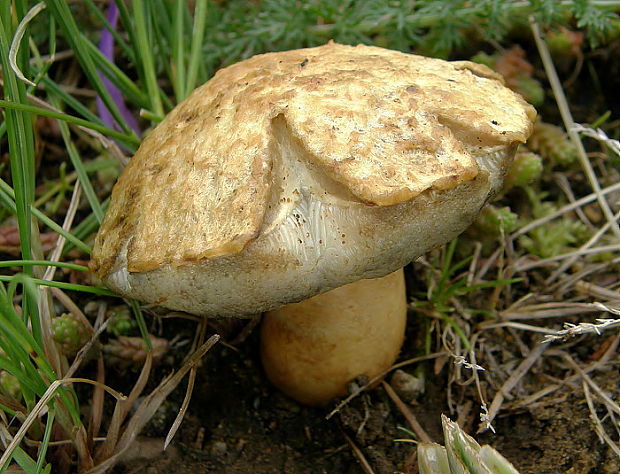 hríbnik modrejúci Gyroporus cyanescens (Bull.) Quél.