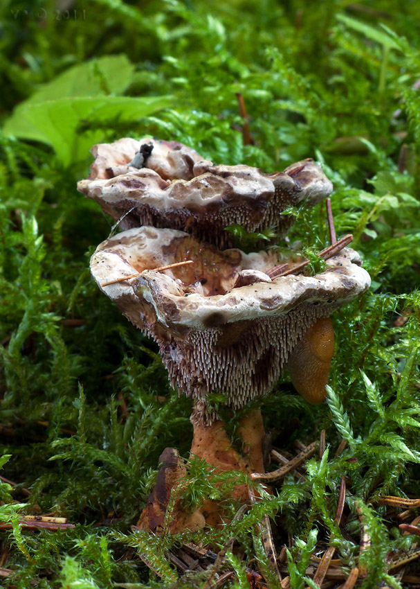 jelenkovka oranžová Hydnellum floriforme (Schaeff.) Banker