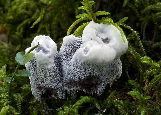 jelenkovka voňavá Hydnellum suaveolens (Scop.) P. Karst.