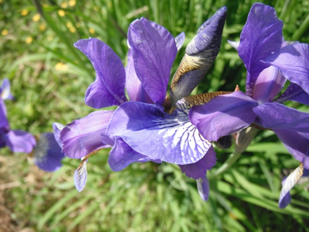 kosatec sibírsky Iris sibirica L.