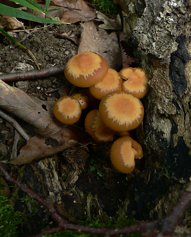 šupinačka menlivá - opeňka měnlivá Kuehneromyces mutabilis (Schaeff.) Singer & A.H. Sm.