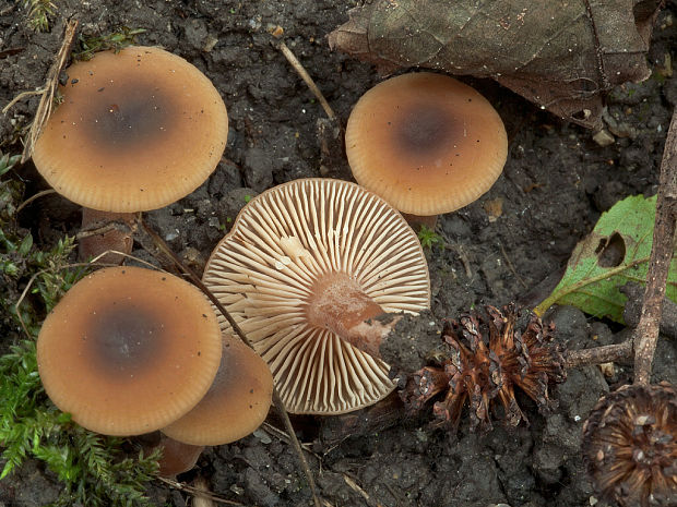 rýdzik jelšový Lactarius obscuratus (Lasch) Fr.