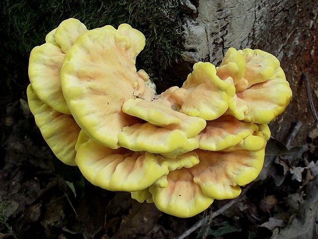 sírovec obyčajný Laetiporus sulphureus (Bull.) Murrill