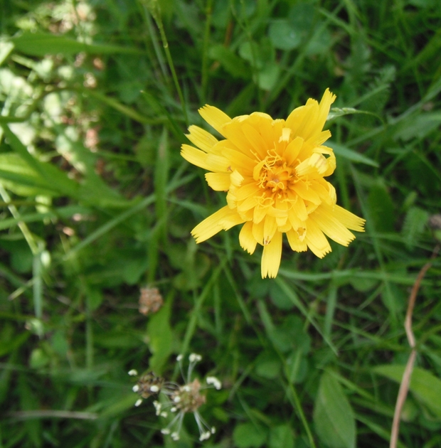 púpavec jesenný Leontodon autumnalis L.