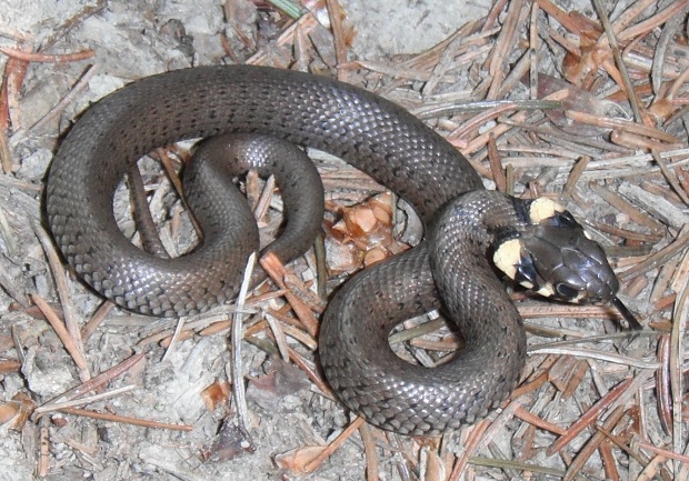 užovka obojková Natrix natrix