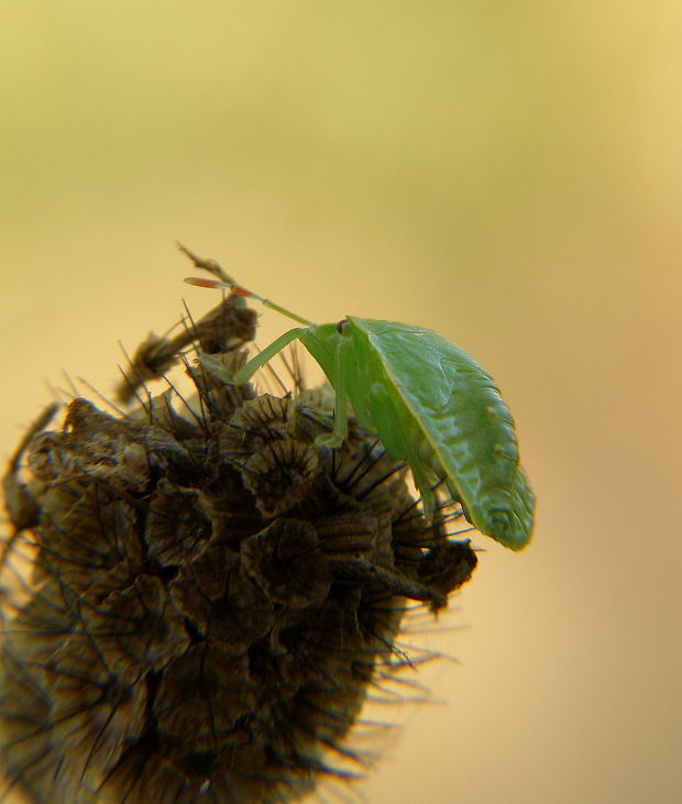 bzdocha zelenkava Palomena prasina