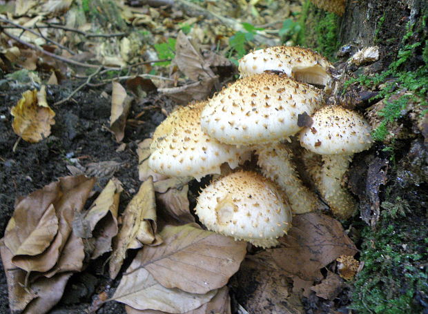 šupinovka Pholiota sp.