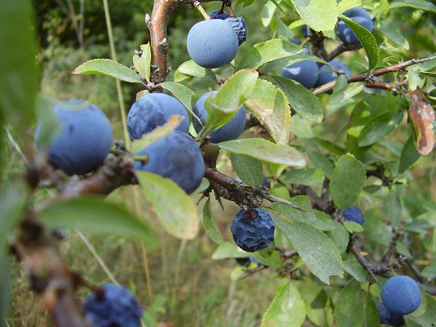 trnka obyčajná Prunus spinosa L.