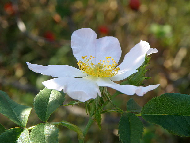 ruža šípová Rosa canina L.