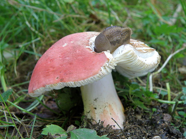 plávka úhľadná Russula rosea Pers.