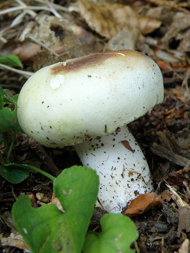 plávka fialovohlúbiková Russula violeipes Quél.