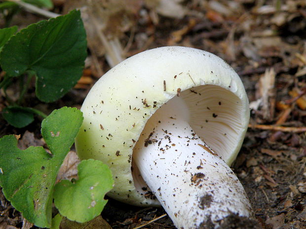 plávka fialovohlúbiková Russula violeipes Quél.