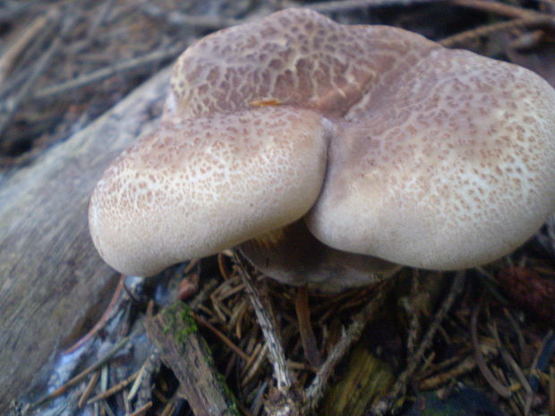 čechračka tmavohlúbiková Tapinella atrotomentosa (Batsch) Šutara