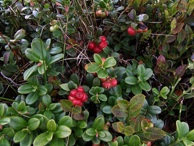 brusnica pravá Vaccinium vitis-idaea L.